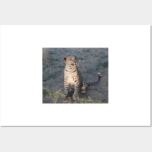 Watchful leopard cub Posters and Art